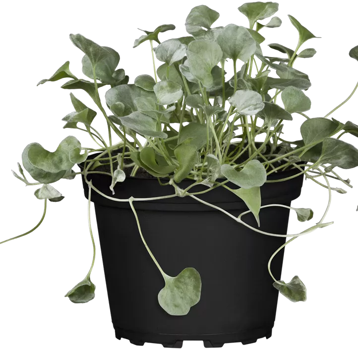 Silberregen 'Silver Falls' Silberregen 'Silver Falls'