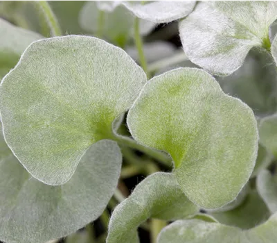 Dichondra argentea Silver Falls Herbstzauber