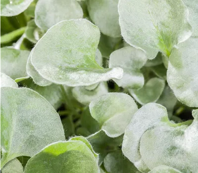 Dichondra argentea Silver Falls