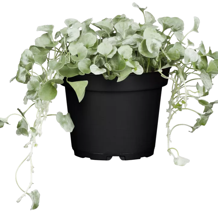 Silberregen 'Silver Falls' Silberregen 'Silver Falls'