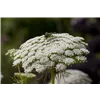 bellaflora Gartencenter GmbH