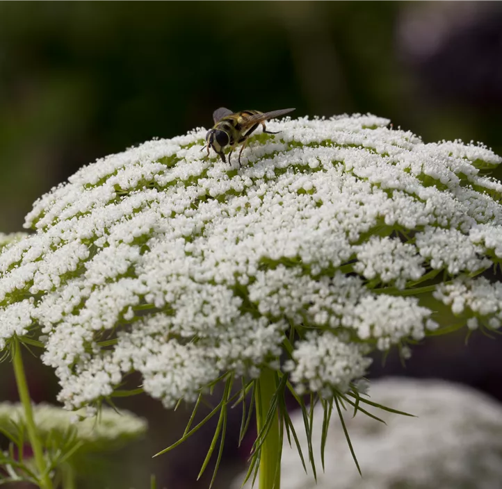 Daucus