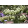 bellaflora Gartencenter GmbH