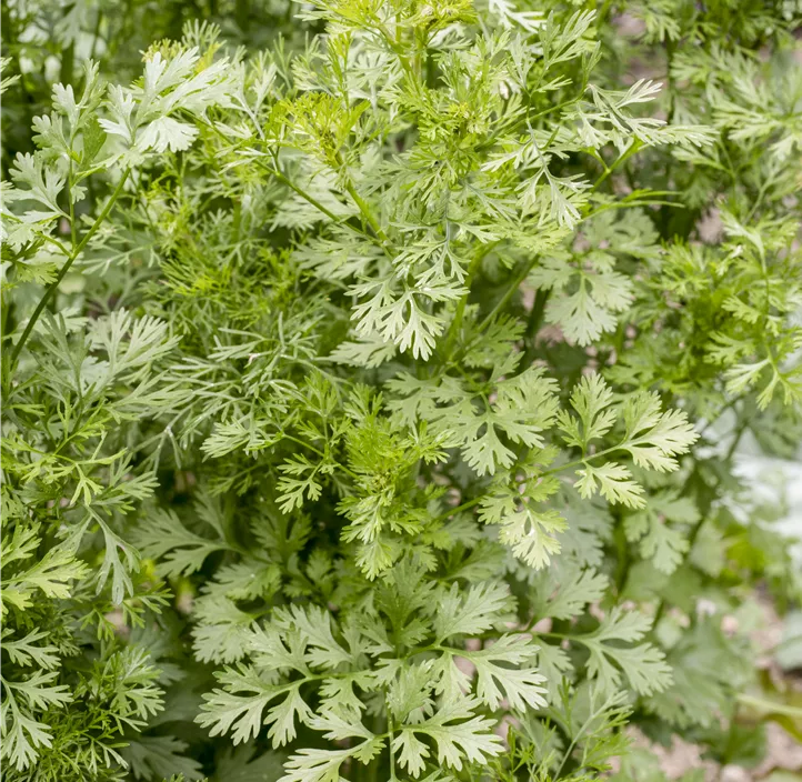 Daucus