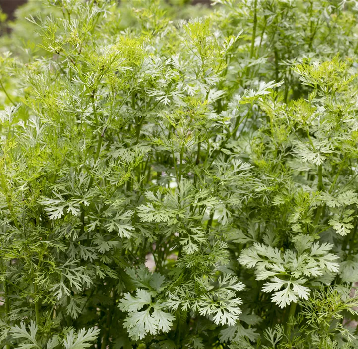 Daucus