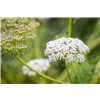 bellaflora Gartencenter GmbH