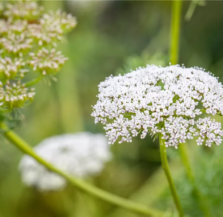 Daucus