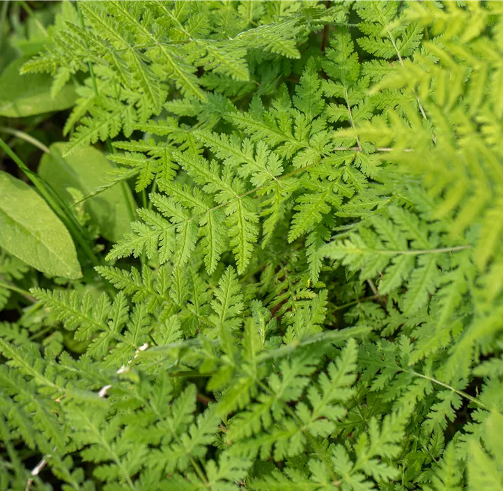 Daucus