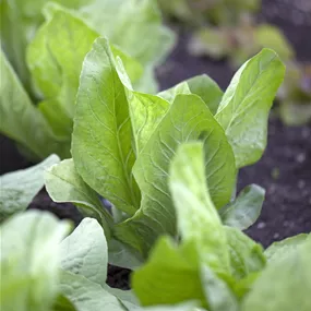 Cichorium intybus, 6 Stück-Tasse