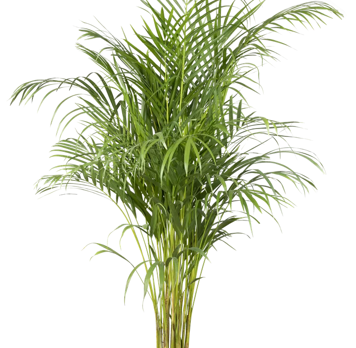 Dreieckspalme Dreieckspalme