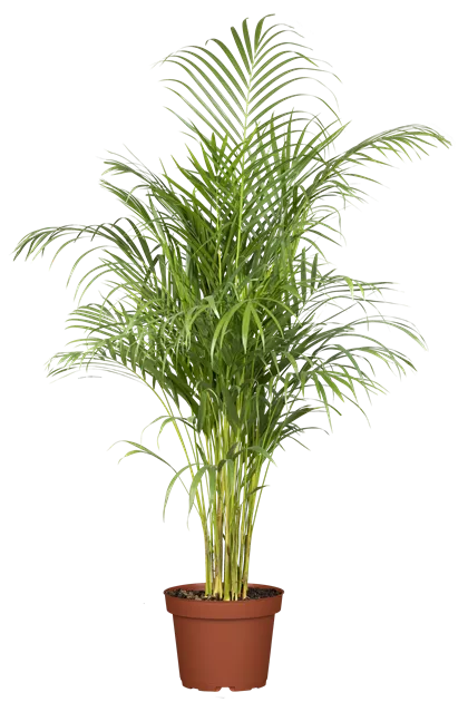 Dypsis lutescens, Goldfruchtpalme - Bellaflora