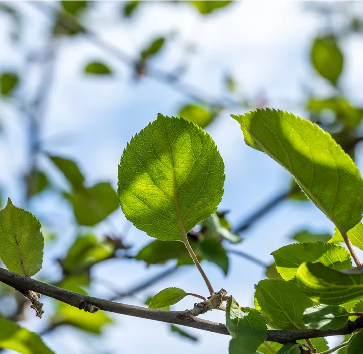 Apfel 'Roter Boskoop' Apfel 'Roter Boskoop'