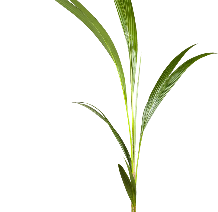 Cocospalme Cocospalme