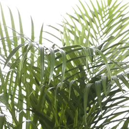 Chrysalidocarpus lutescens groß