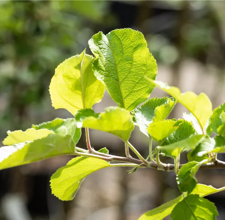 Apfel 'Roter Boskoop' Apfel 'Roter Boskoop'