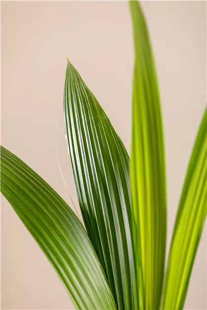 Cocos nucifera, Cocospalme - Bellaflora