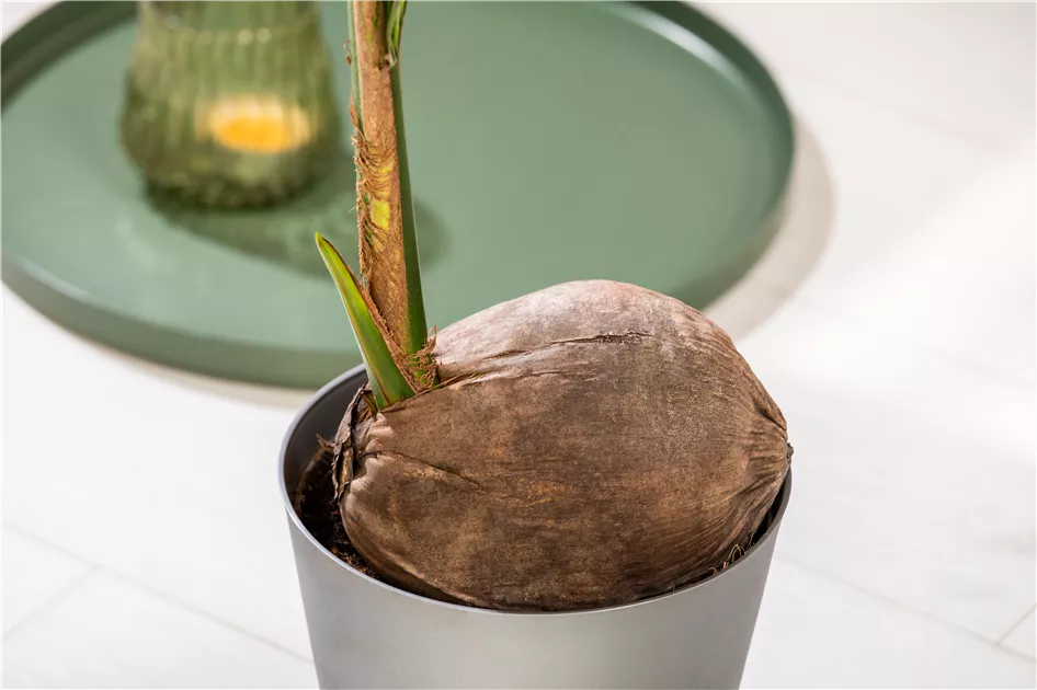 hanf saatgut bio Bio Hanfsamen geschält – 100% Deutsch, Vegan, Superfood – Der Hanfbayer