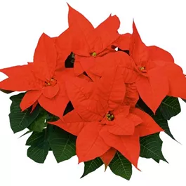 Euphorbia pulcherrima Christmas Suprise Euphorbia pulcherrima Christmas Suprise