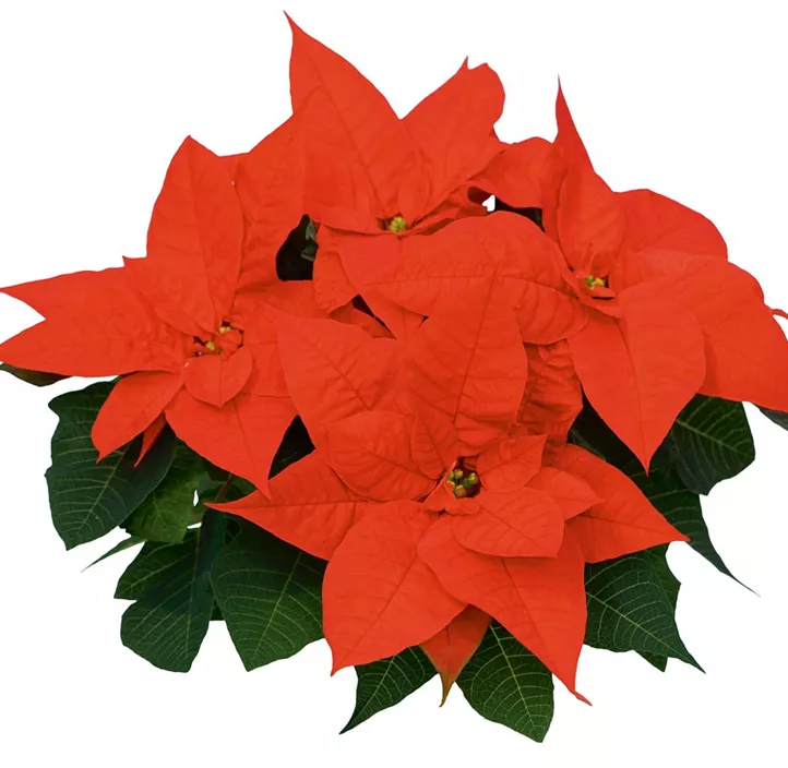 Weihnachtsstern 'Christmas Surprise' Weihnachtsstern 'Christmas Surprise'