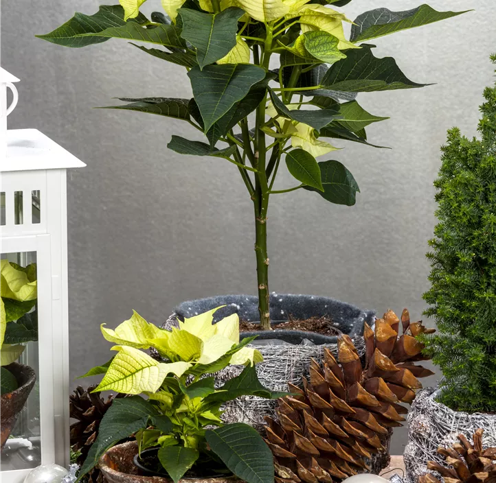 Weihnachtsstern Weihnachtsstern