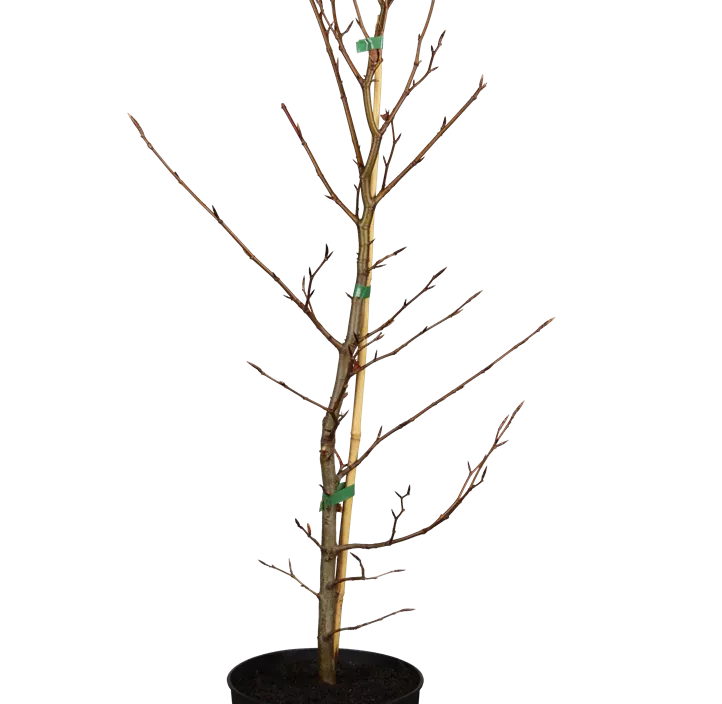 Lebensbaum Rotbuche Lebensbaum Rotbuche