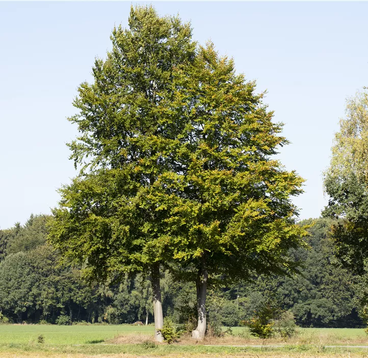 Rotbuche