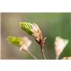 bellaflora Gartencenter GmbH