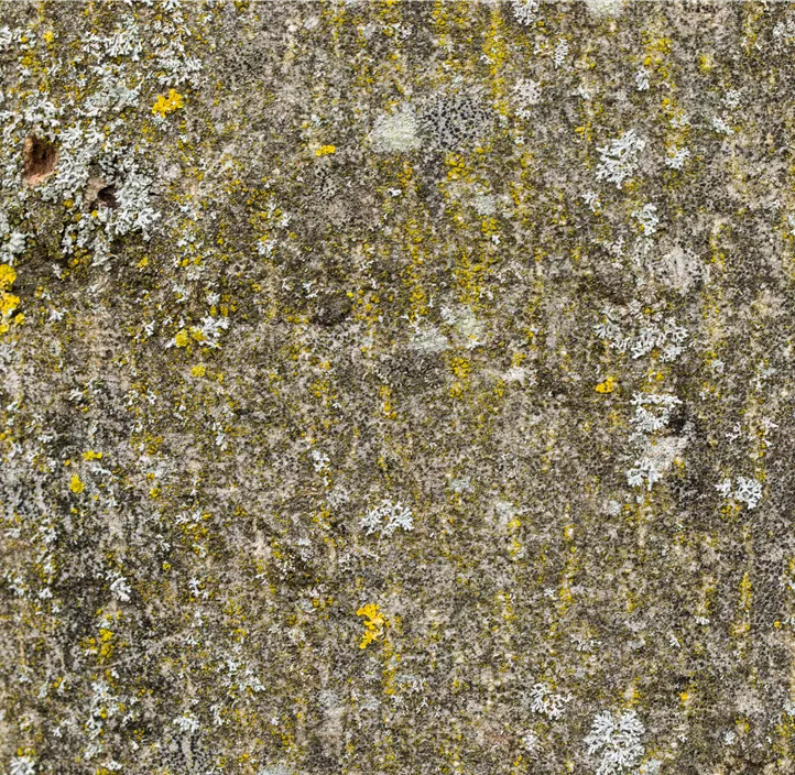 Lebensbaum Gemeine Esche Lebensbaum Gemeine Esche