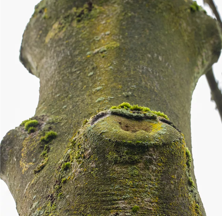 Lebensbaum Gemeine Esche Lebensbaum Gemeine Esche