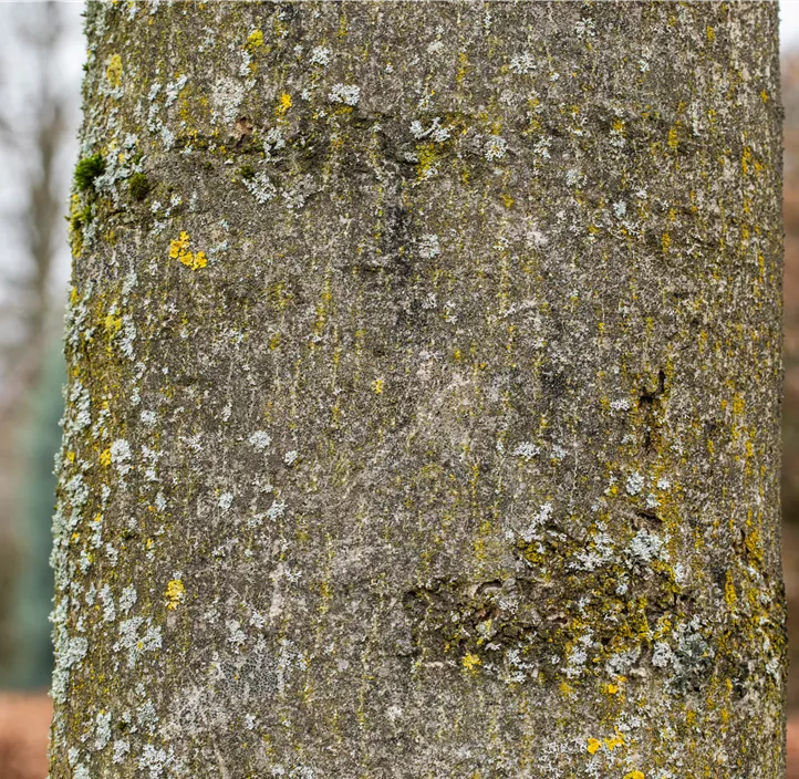 Lebensbaum Gemeine Esche Lebensbaum Gemeine Esche