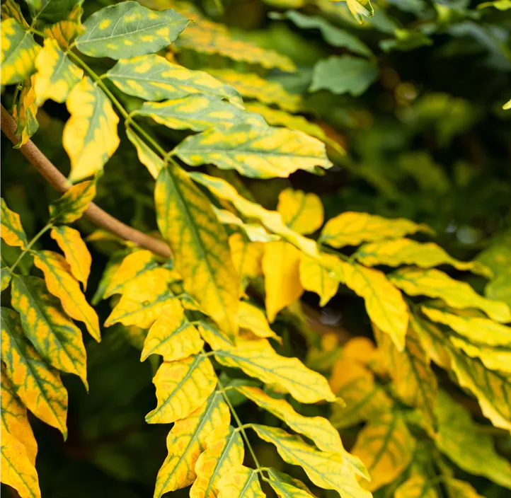 Lebensbaum Gemeine Esche Lebensbaum Gemeine Esche