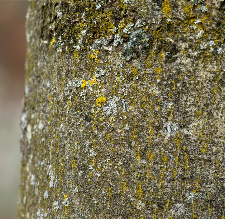 Lebensbaum Gemeine Esche Lebensbaum Gemeine Esche