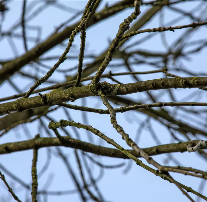 Lebensbaum Gemeine Esche Lebensbaum Gemeine Esche