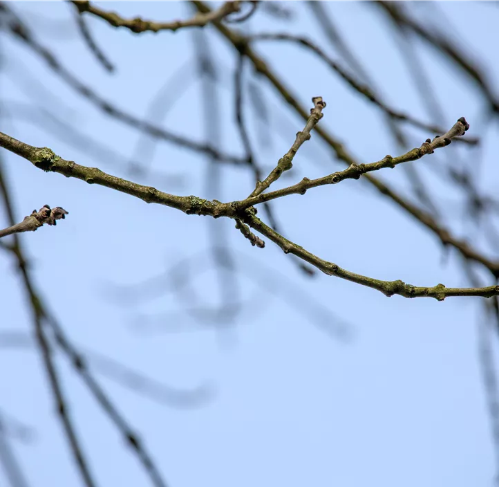 Lebensbaum Gemeine Esche Lebensbaum Gemeine Esche
