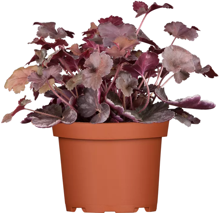 Purpurglöckchen Purpurglöckchen