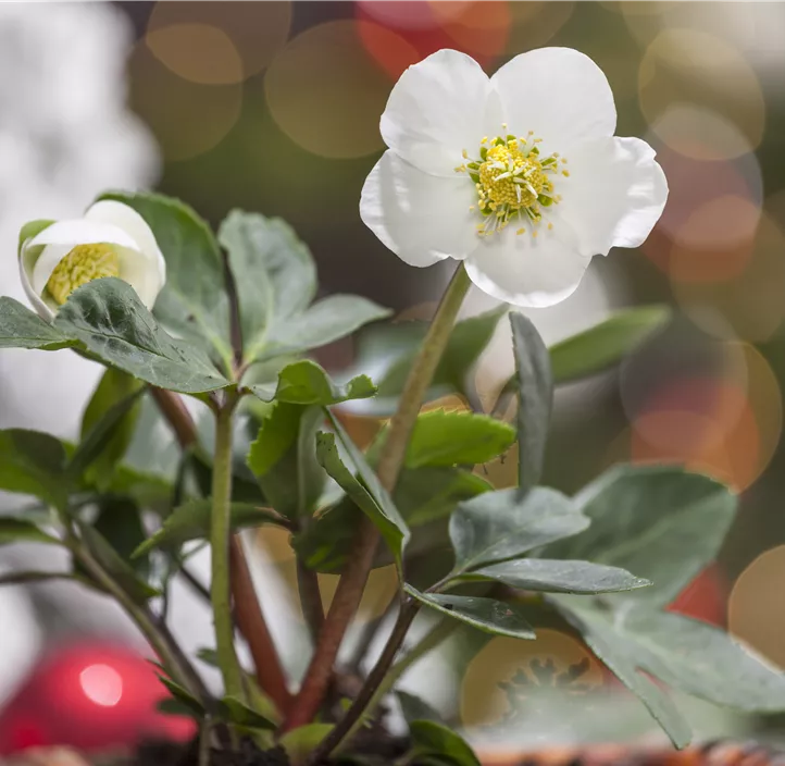 Christrose Christrose