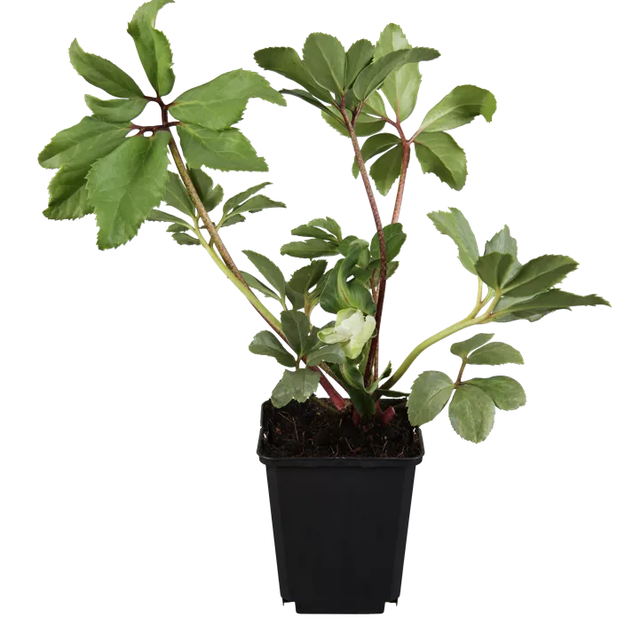 Christrose Christrose