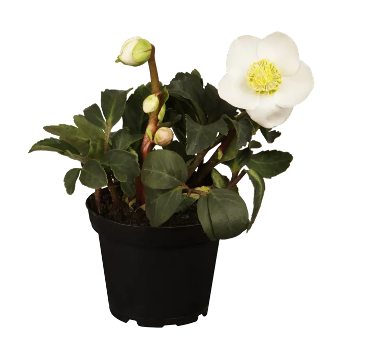 Christrose Christrose