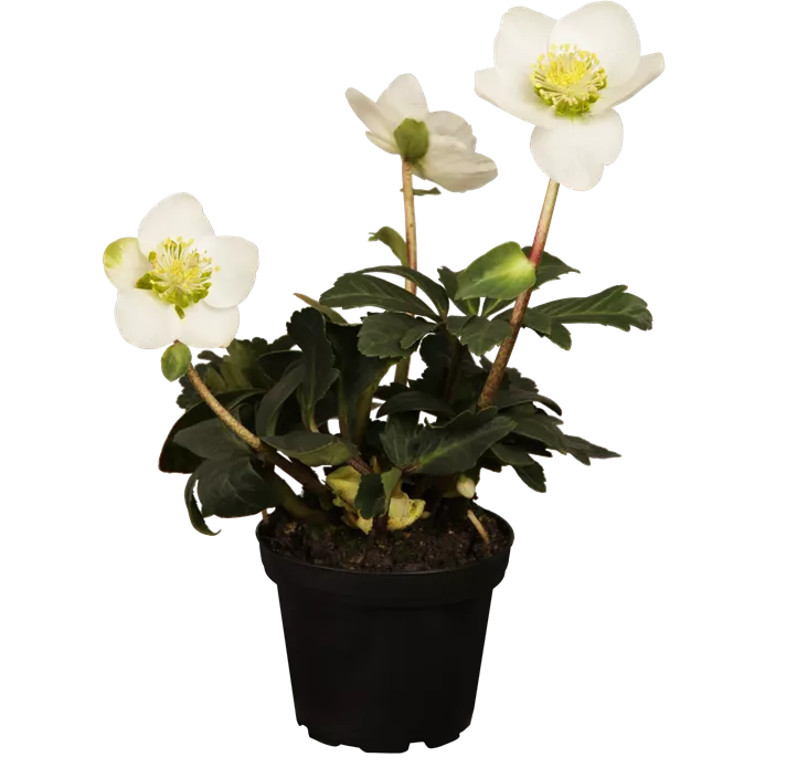 Christrose Christrose