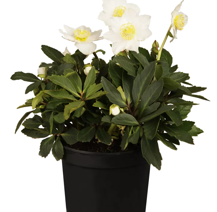 Christrose Christrose