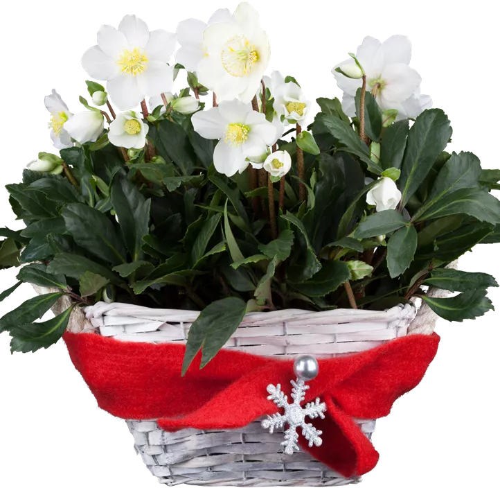 Christrose Christrose