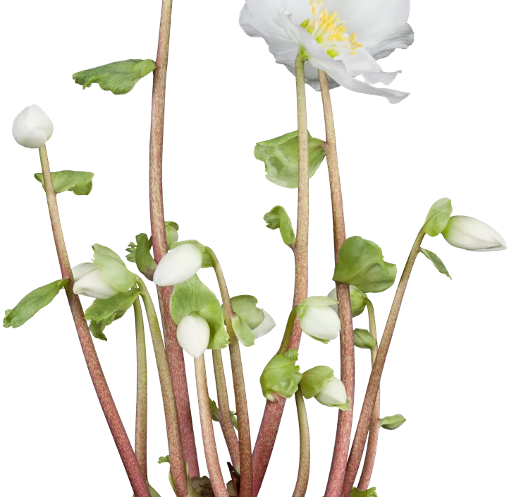 Christrose Christrose