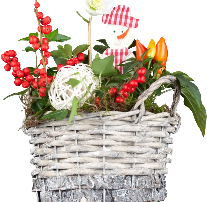 Christrose Christrose