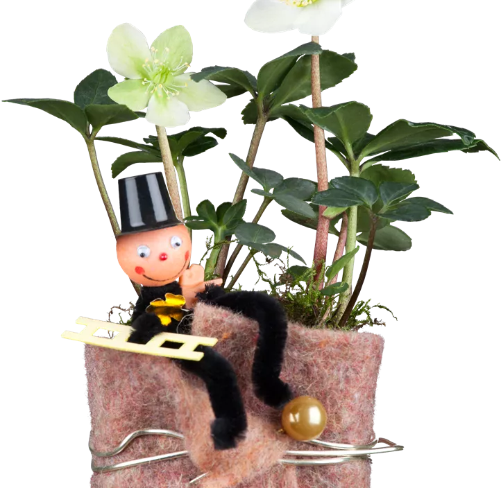 Christrose Christrose