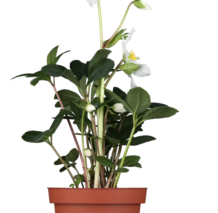 Christrose Christrose