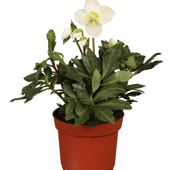 Christrose 'Christmas Carol' Christrose 'Christmas Carol'