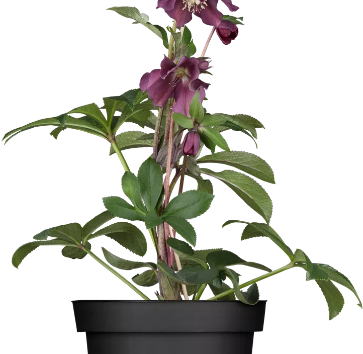 Schneerosen Mix, 14cm Topf