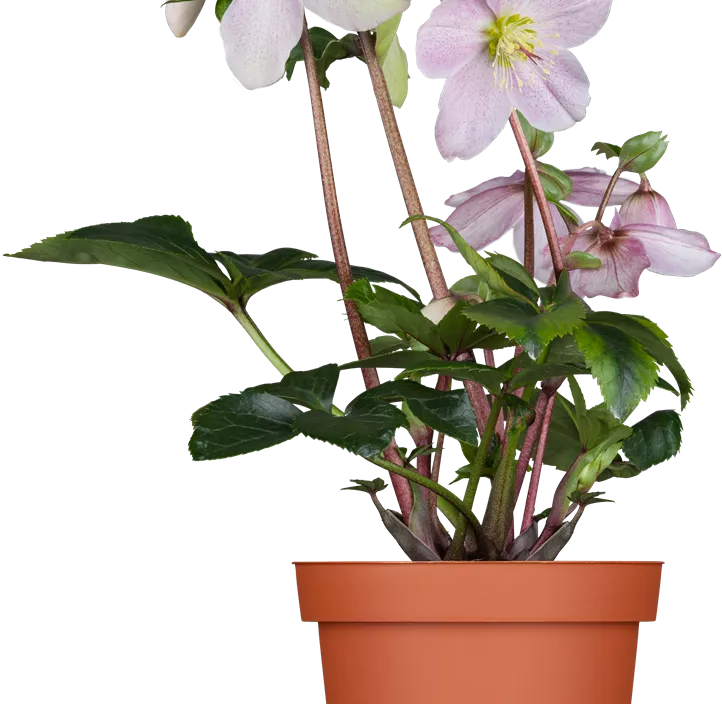 Schneerosen Mix, 14cm Topf