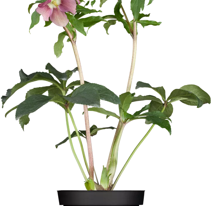 Schneerosen Mix, 14cm Topf