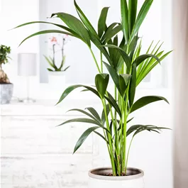 Howea fosteriana extra